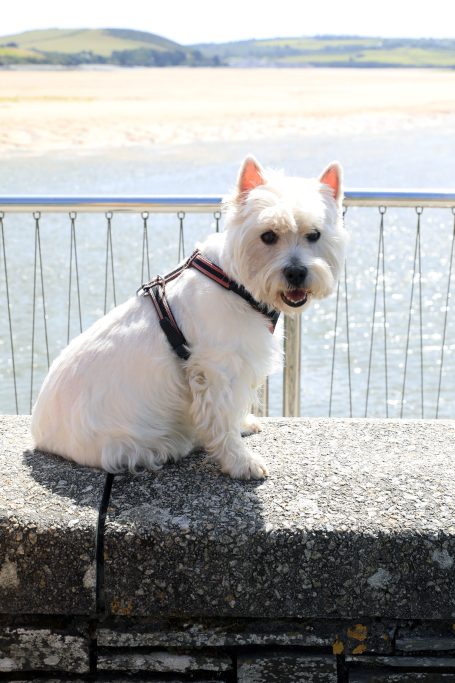 Portrait of a Westie