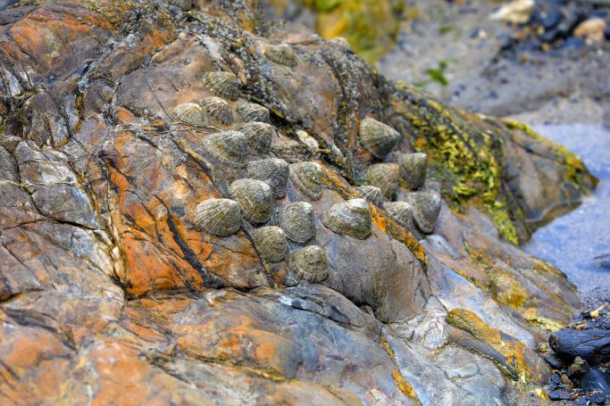 Natural formation